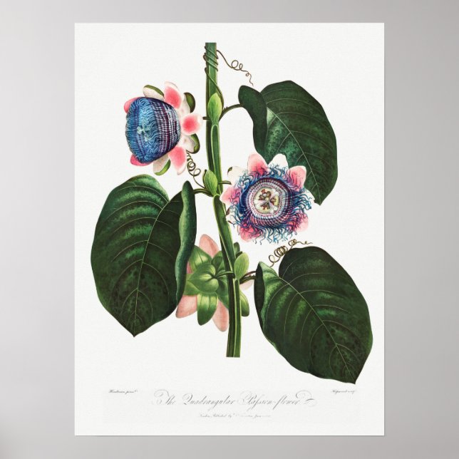 Vintage Botanical Illustration Poster (Front)