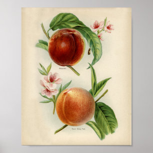 Vintage Botanical Illustration Poster