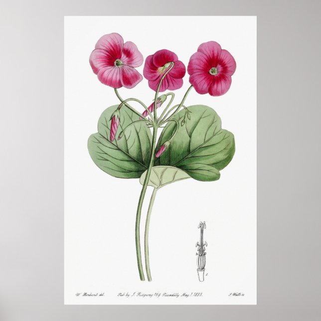 Vintage Botanical Illustration Poster (Front)
