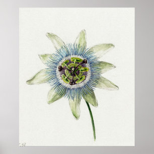 Vintage Botanical Illustration Poster