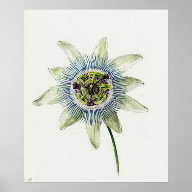 Vintage Botanical Illustration Poster (Front)