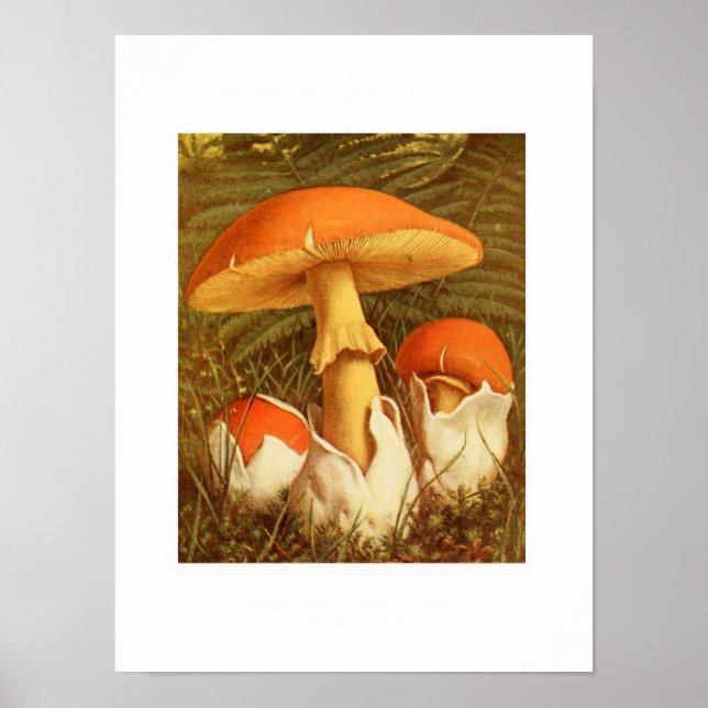 Vintage Botanical Illustration Poster (Front)