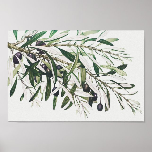 Vintage Botanical Illustration Poster (Front)