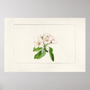 Vintage Botanical Illustration Poster