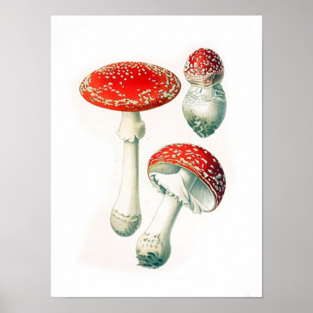 Vintage Botanical Illustration Poster (Front)