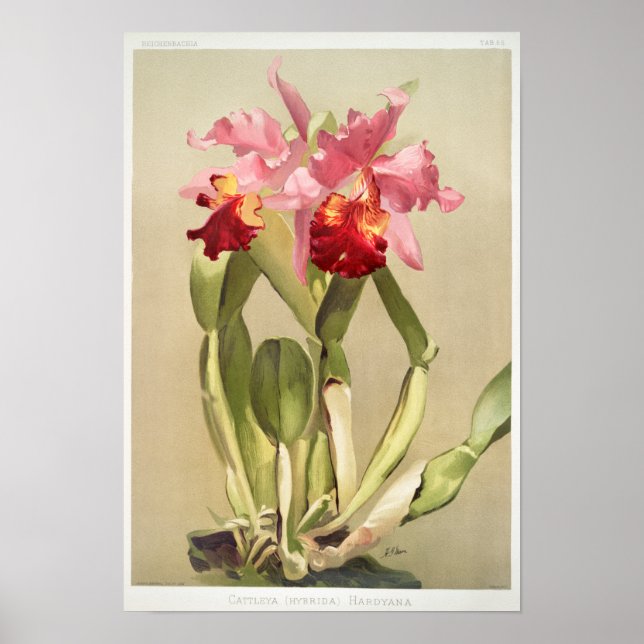 Vintage Botanical Illustration Poster (Front)
