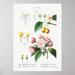 Vintage Botanical Illustration Poster
