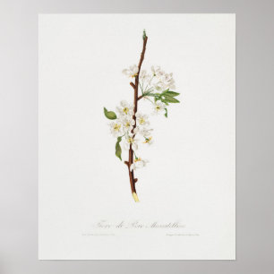 Vintage Botanical Illustration Poster