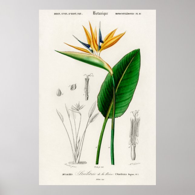 Vintage Botanical Illustration Poster (Front)