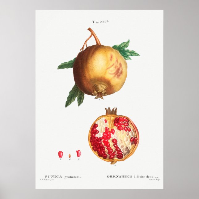 Vintage Botanical Illustration Poster (Front)