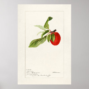 Vintage Botanical Illustration Poster