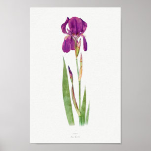 Vintage Botanical Illustration Poster