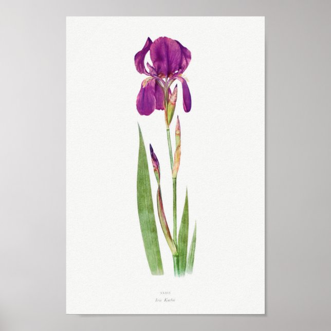 Vintage Botanical Illustration Poster (Front)