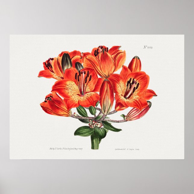Vintage Botanical Illustration Poster (Front)