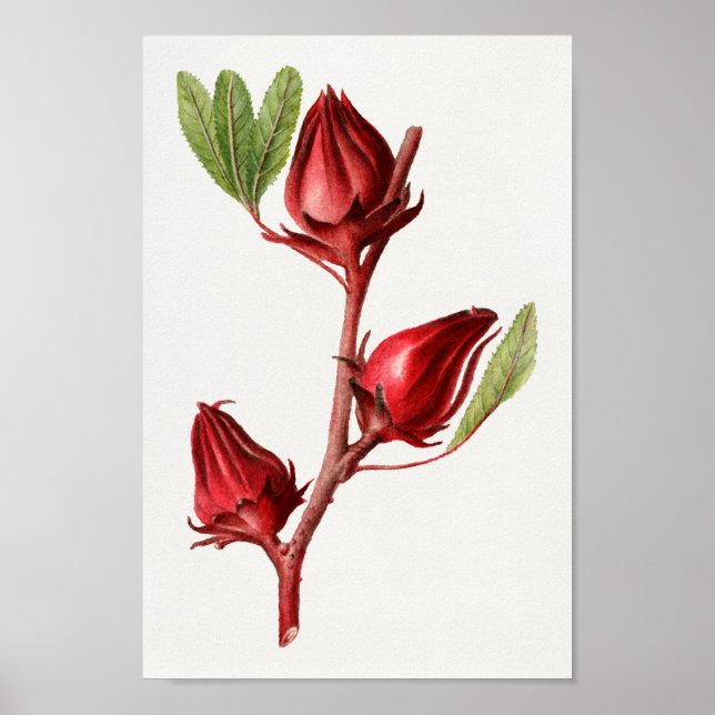 Vintage Botanical Illustration Poster (Front)