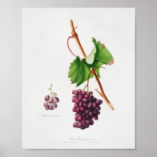 Vintage Botanical Illustration Poster