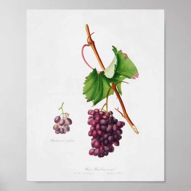 Vintage Botanical Illustration Poster (Front)