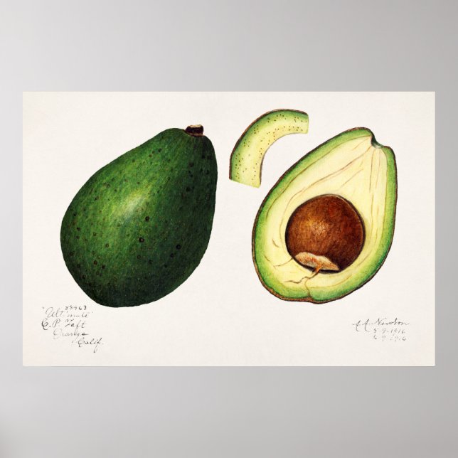 Vintage Botanical Illustration Poster (Front)