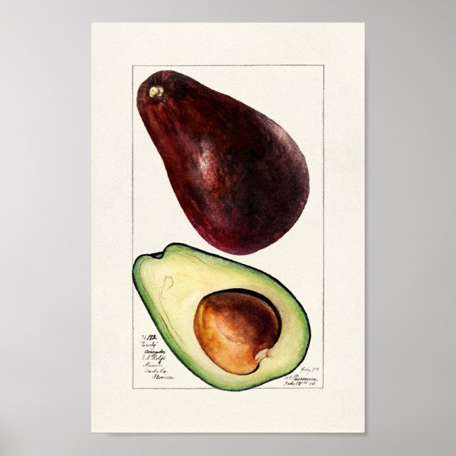 Vintage Botanical Illustration Poster (Front)