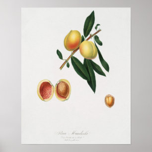 Vintage Botanical Illustration Poster