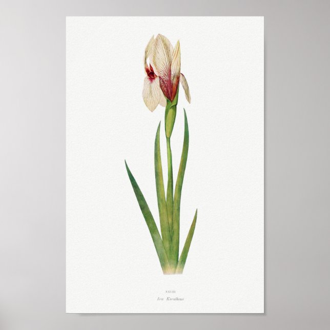 Vintage Botanical Illustration Poster (Front)