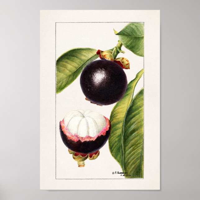 Vintage Botanical Illustration Poster (Front)
