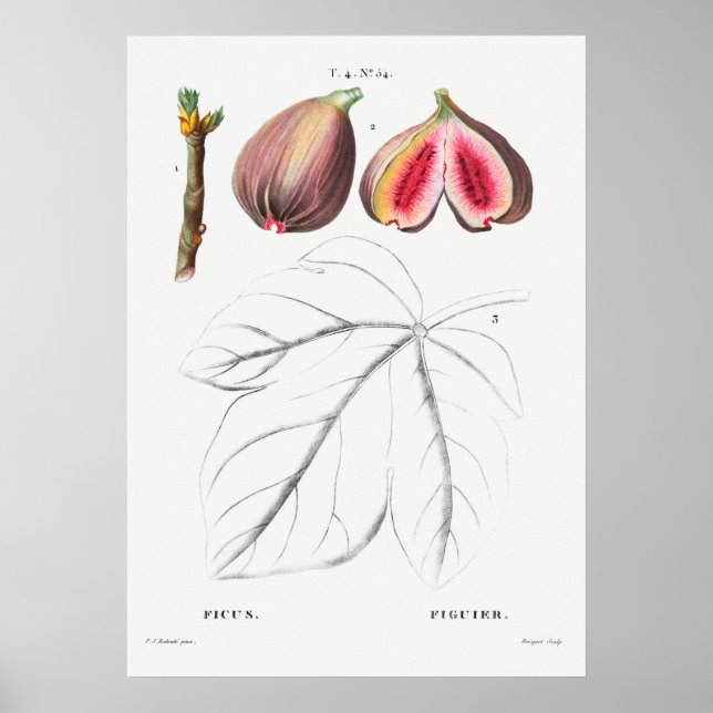 Vintage Botanical Illustration Poster (Front)