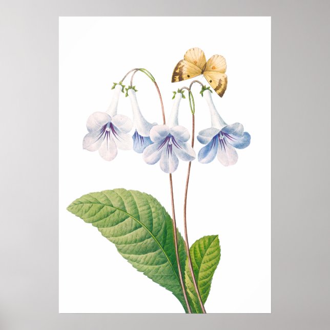 Vintage Botanical Illustration Poster (Front)