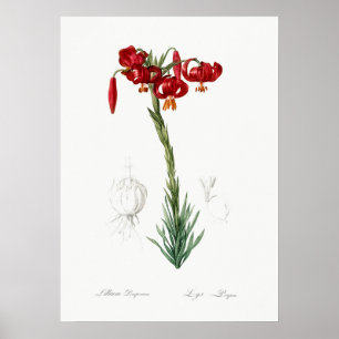 Vintage Botanical Illustration Poster