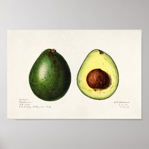 Vintage Botanical Illustration Poster