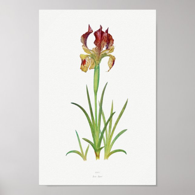 Vintage Botanical Illustration Poster (Front)