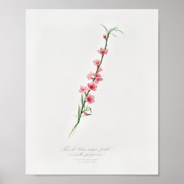 Vintage Botanical Illustration Poster (Front)