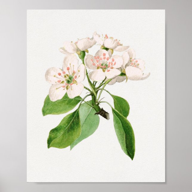 Vintage Botanical Illustration Poster (Front)