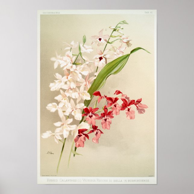 Vintage Botanical Illustration Poster (Front)