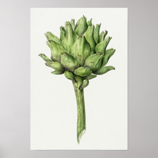 Vintage Botanical Illustration Poster (Front)