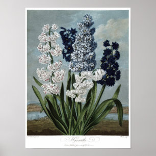 Vintage Botanical Illustration Poster