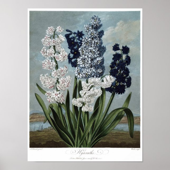 Vintage Botanical Illustration Poster (Front)