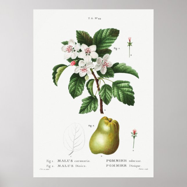 Vintage Botanical Illustration Poster (Front)