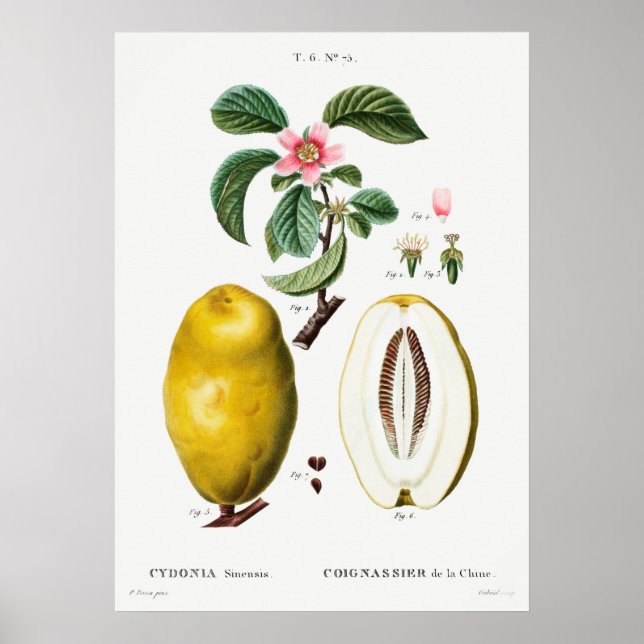 Vintage Botanical Illustration Poster (Front)