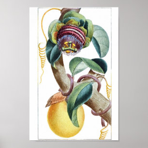 Vintage Botanical Illustration Poster