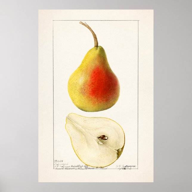 Vintage Botanical Illustration Poster (Front)