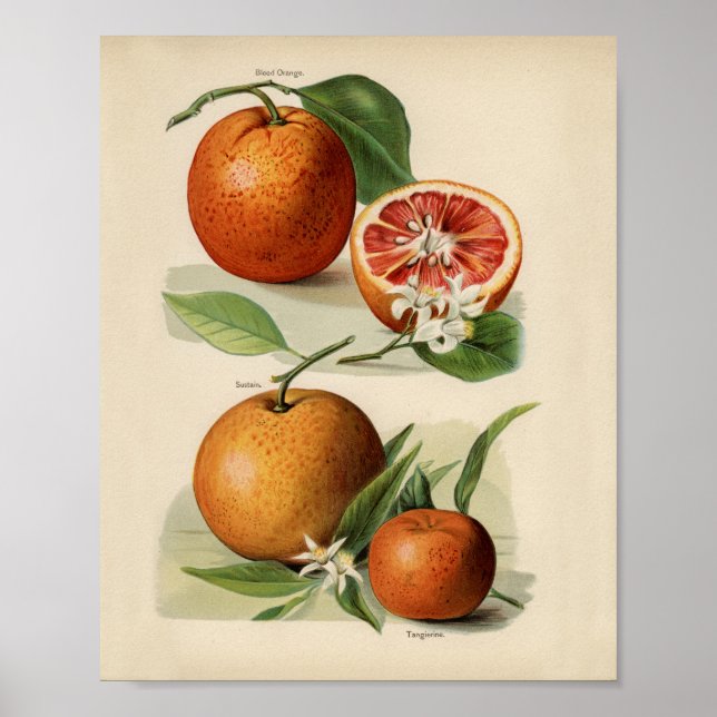 Vintage Botanical Illustration Poster (Front)
