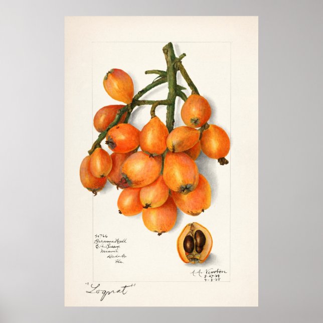 Vintage Botanical Illustration Poster (Front)