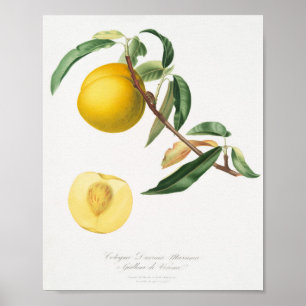 Vintage Botanical Illustration Poster