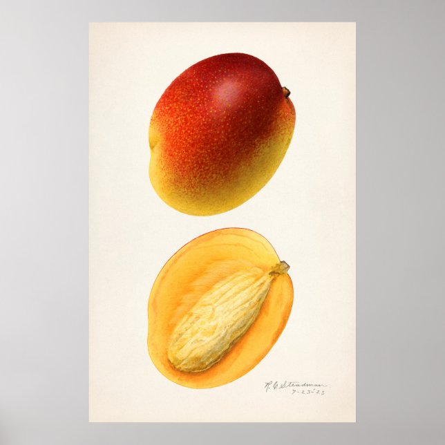 Vintage Botanical Illustration Poster (Front)