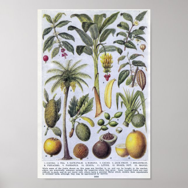 Vintage Botanical Illustration Poster (Front)