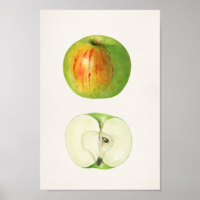 Vintage Botanical Illustration Poster (Front)