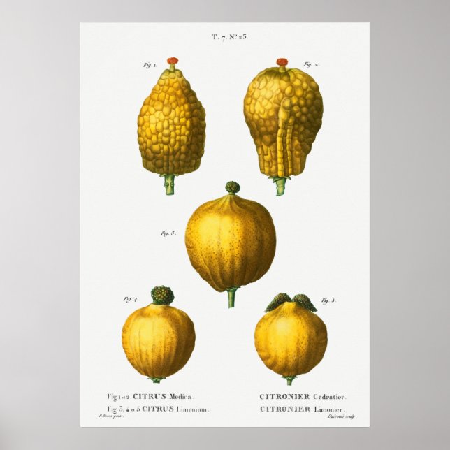 Vintage Botanical Illustration Poster (Front)
