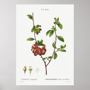 Vintage Botanical Illustration Poster