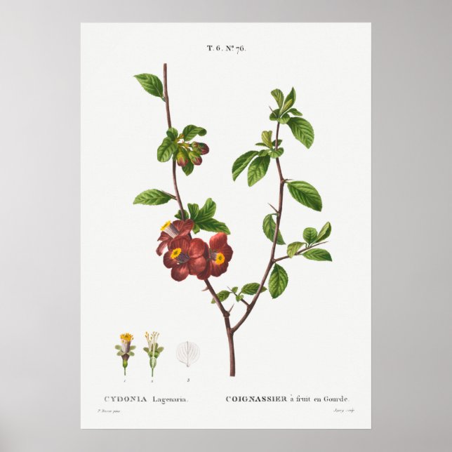 Vintage Botanical Illustration Poster (Front)